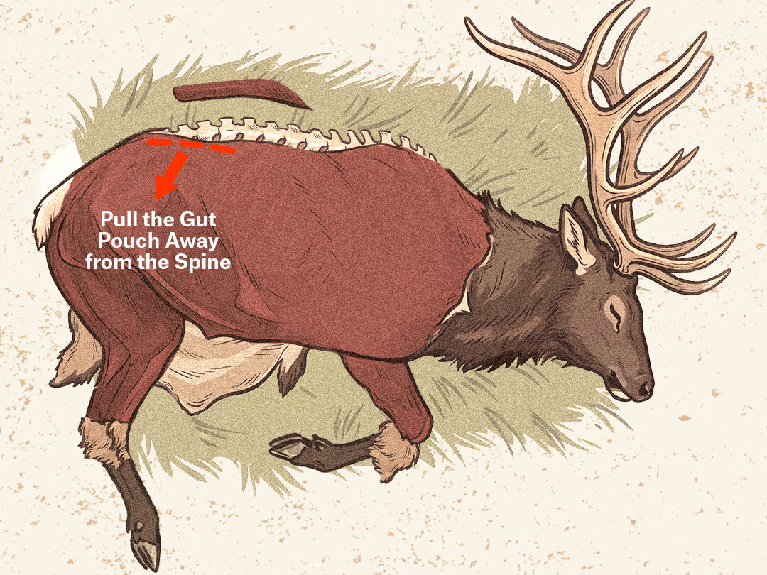 An infographic showing how to do the gutless method on an elk