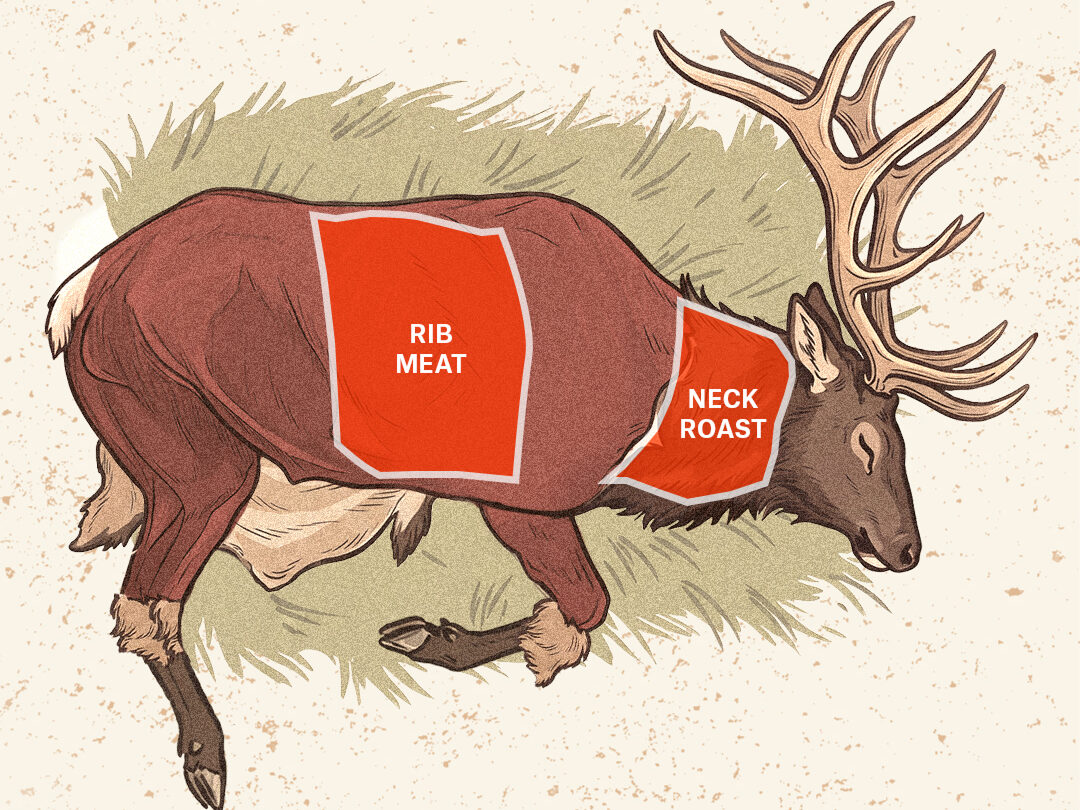An infographic showing how to do the gutless method on an elk