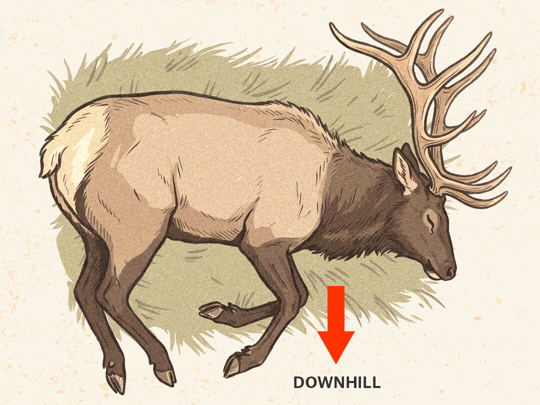 An infographic showing how to do the gutless method on an elk