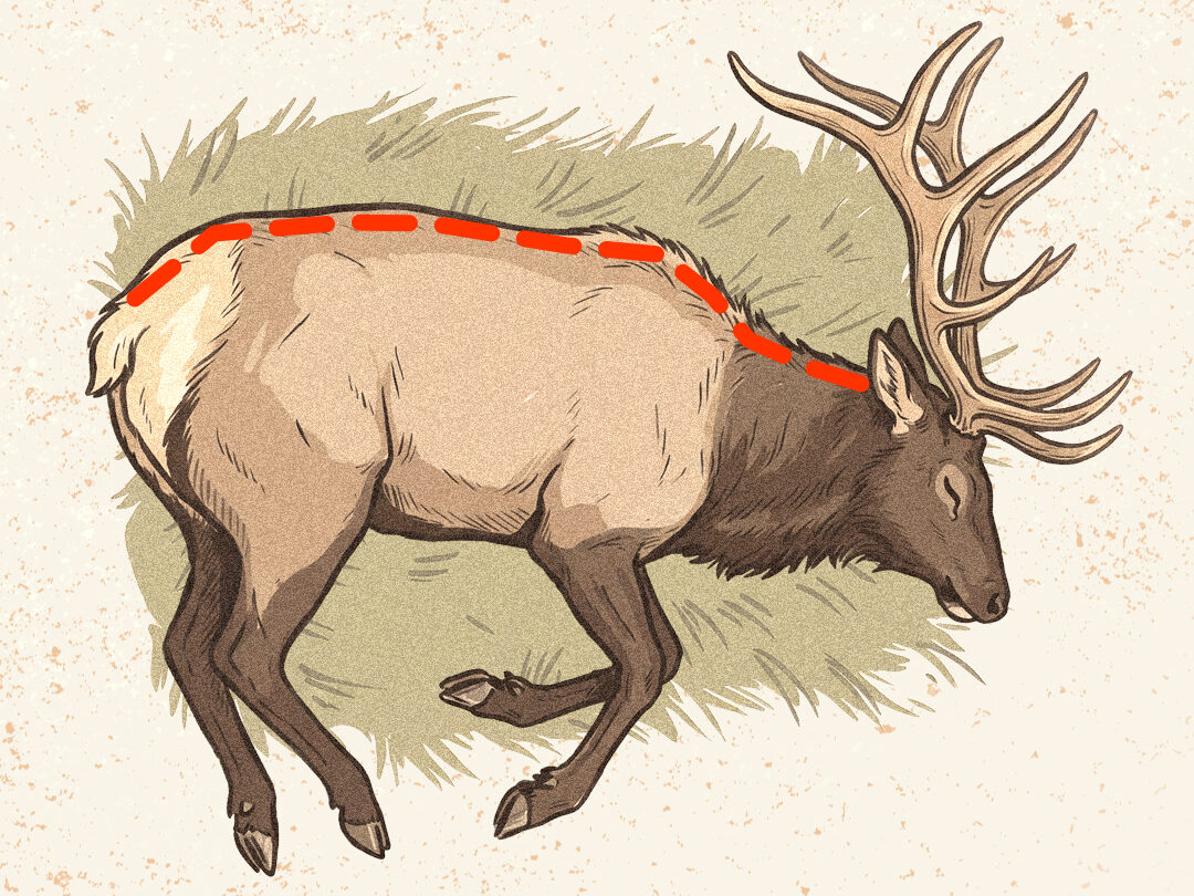 An infographic showing how to do the gutless method on an elk