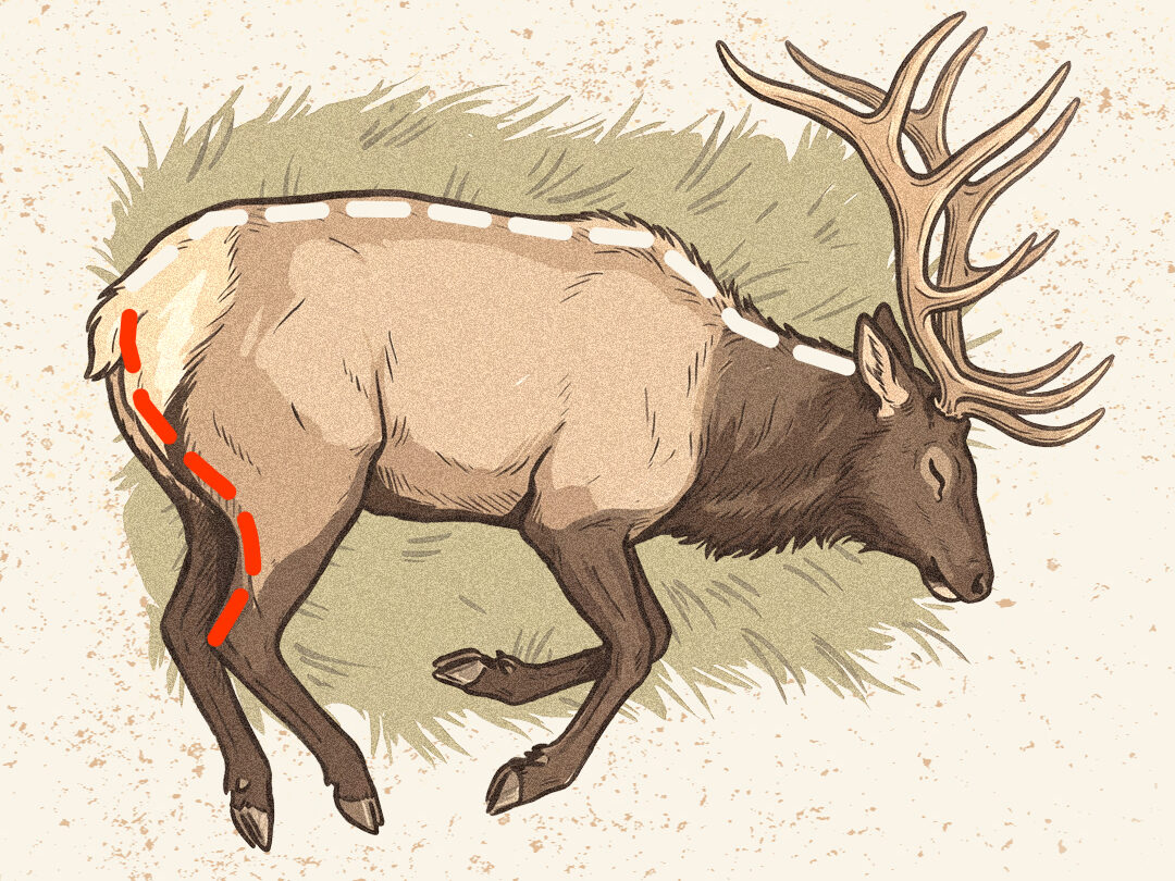 An infographic showing how to do the gutless method on an elk