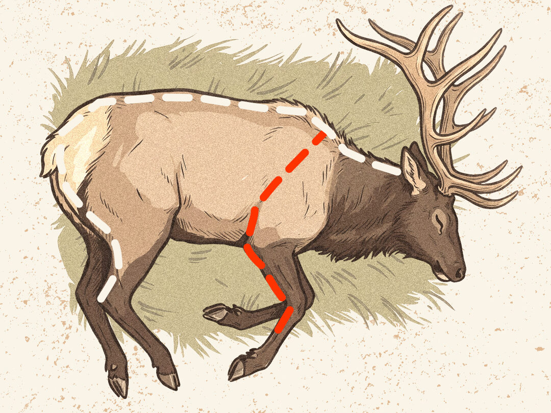 An infographic showing how to do the gutless method on an elk