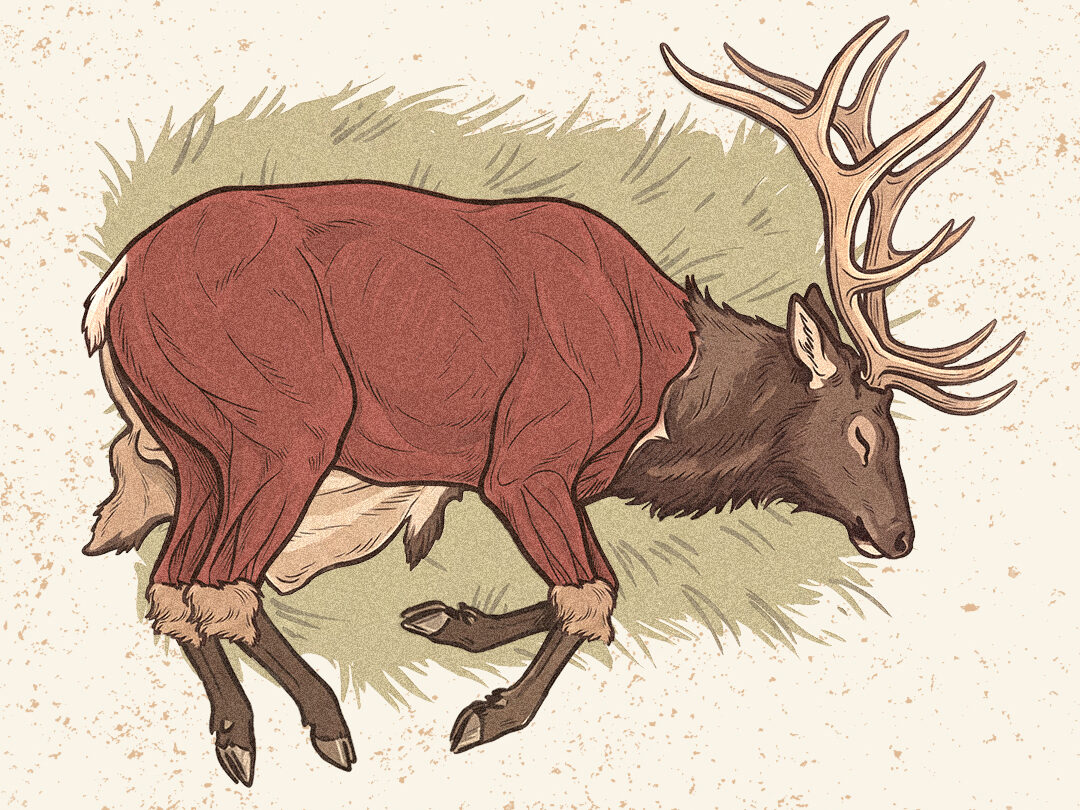 An infographic showing how to do the gutless method on an elk