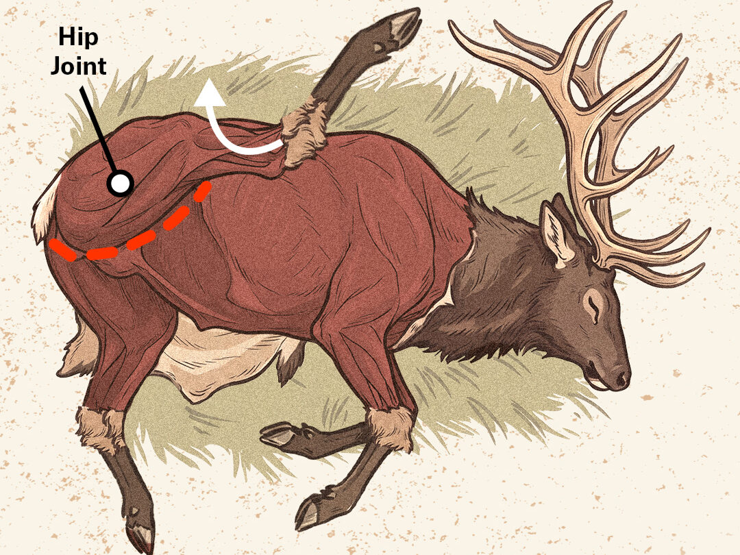 An infographic showing how to do the gutless method on an elk