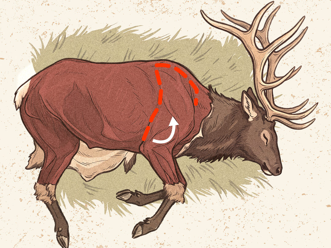 An infographic showing how to do the gutless method on an elk