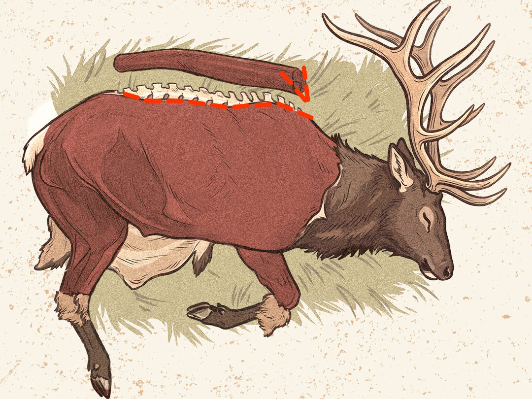 An infographic showing how to do the gutless method on an elk