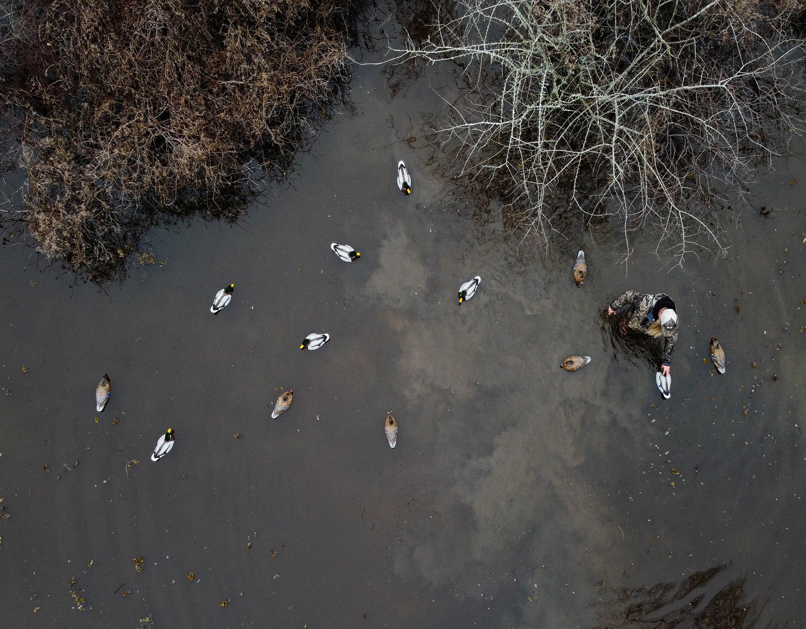 An aerial shot of duck decoys in the water