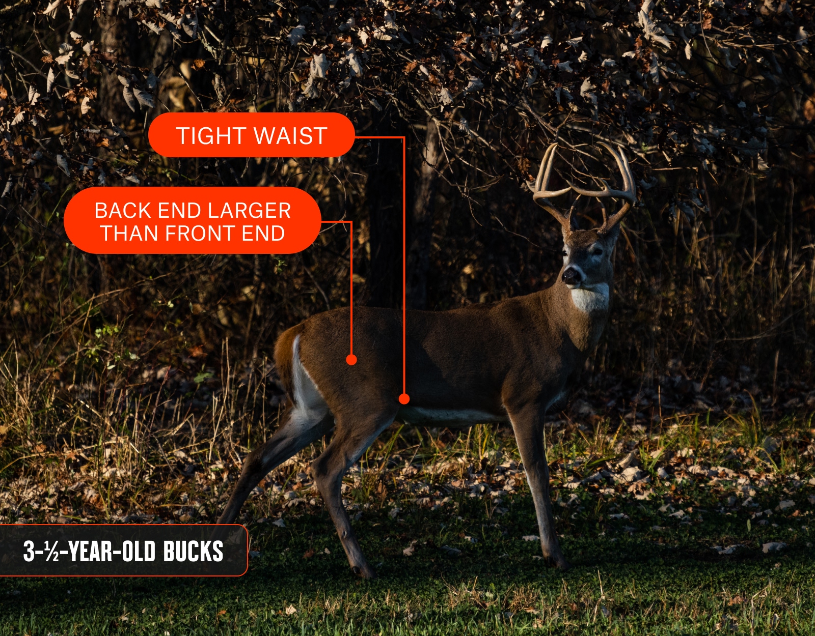 An infographic showing a whitetail buck alongside his age