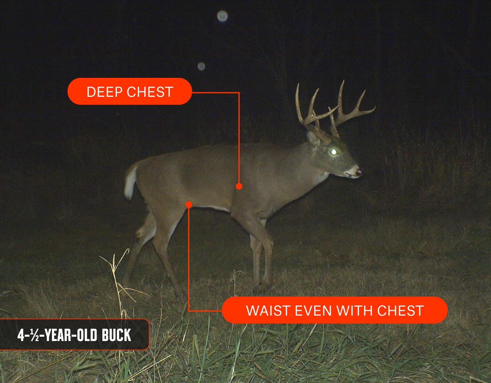 An infographic showing a whitetail buck alongside his age