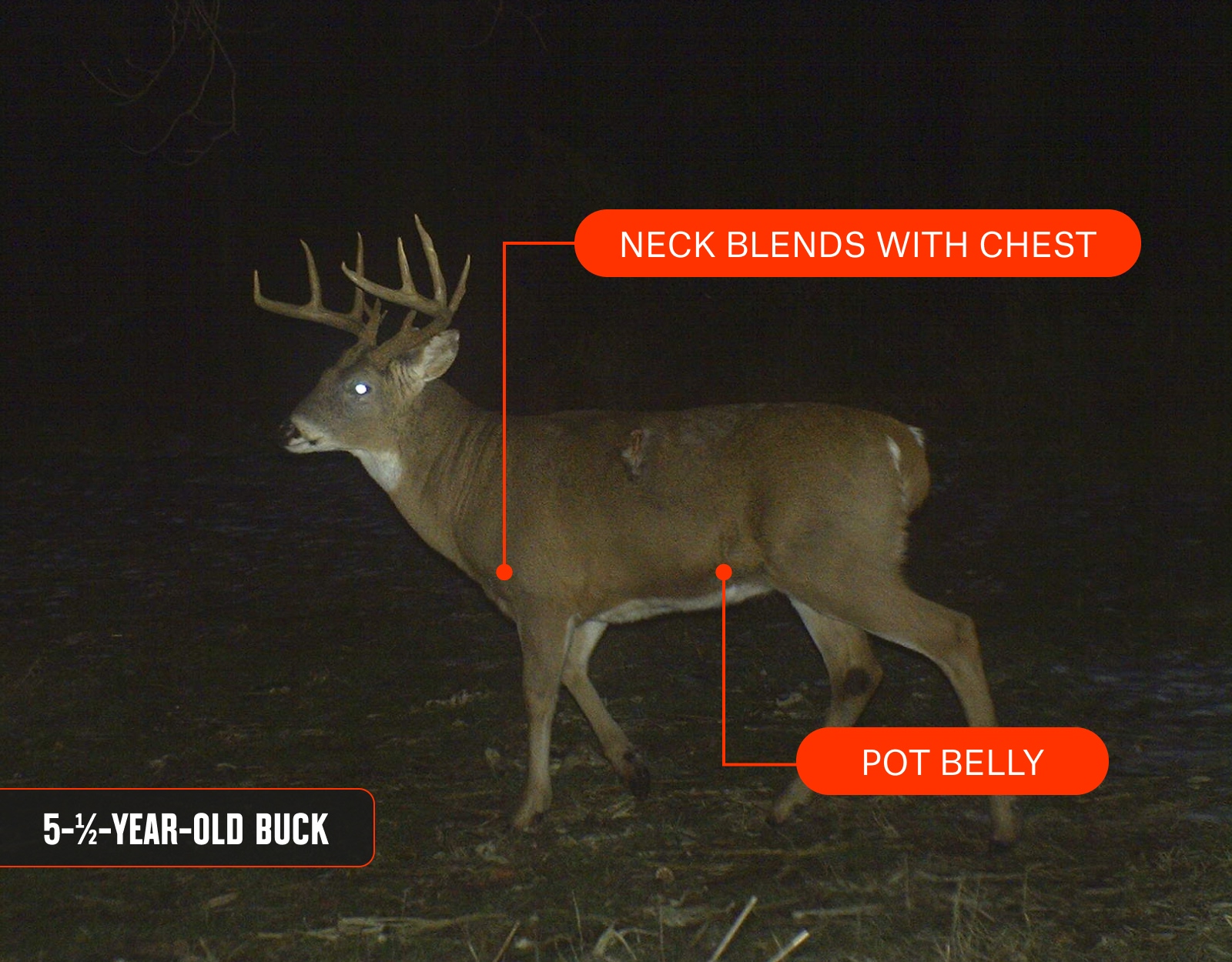 An infographic showing a whitetail buck alongside his age