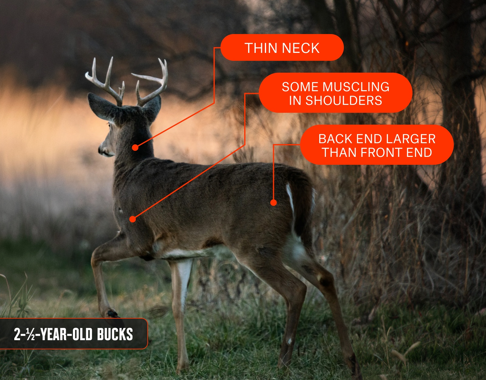 An infographic showing a whitetail buck alongside his age