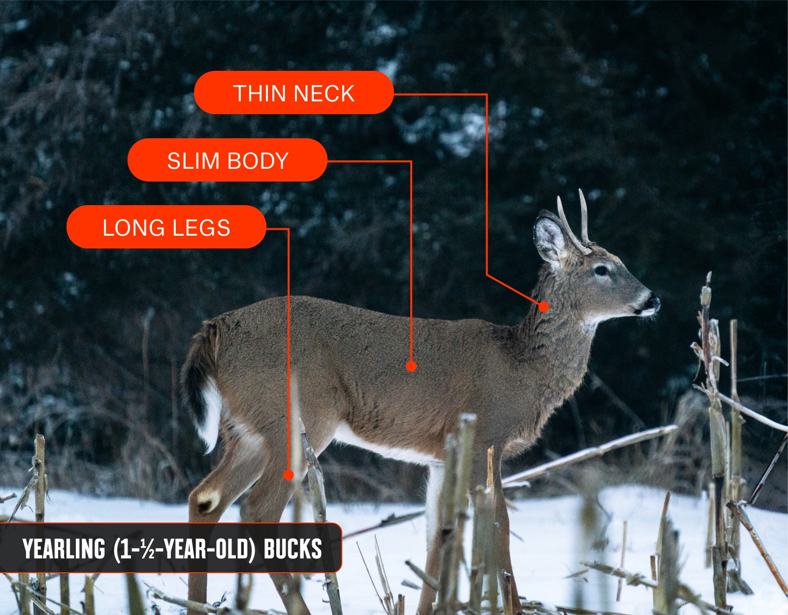 An infographic showing a whitetail buck alongside his age