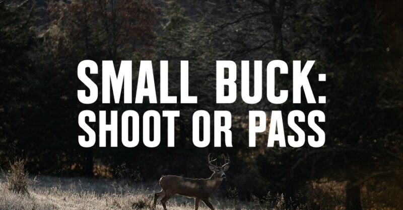 A whitetail buck walking through a meadow with 'small buck: shoot or pass,' overlaid in white font