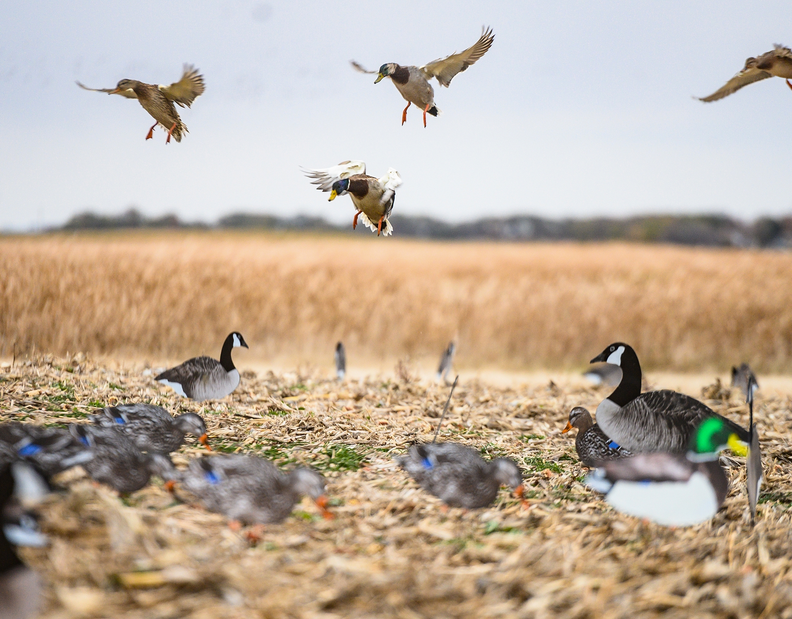Ducks landing in a field