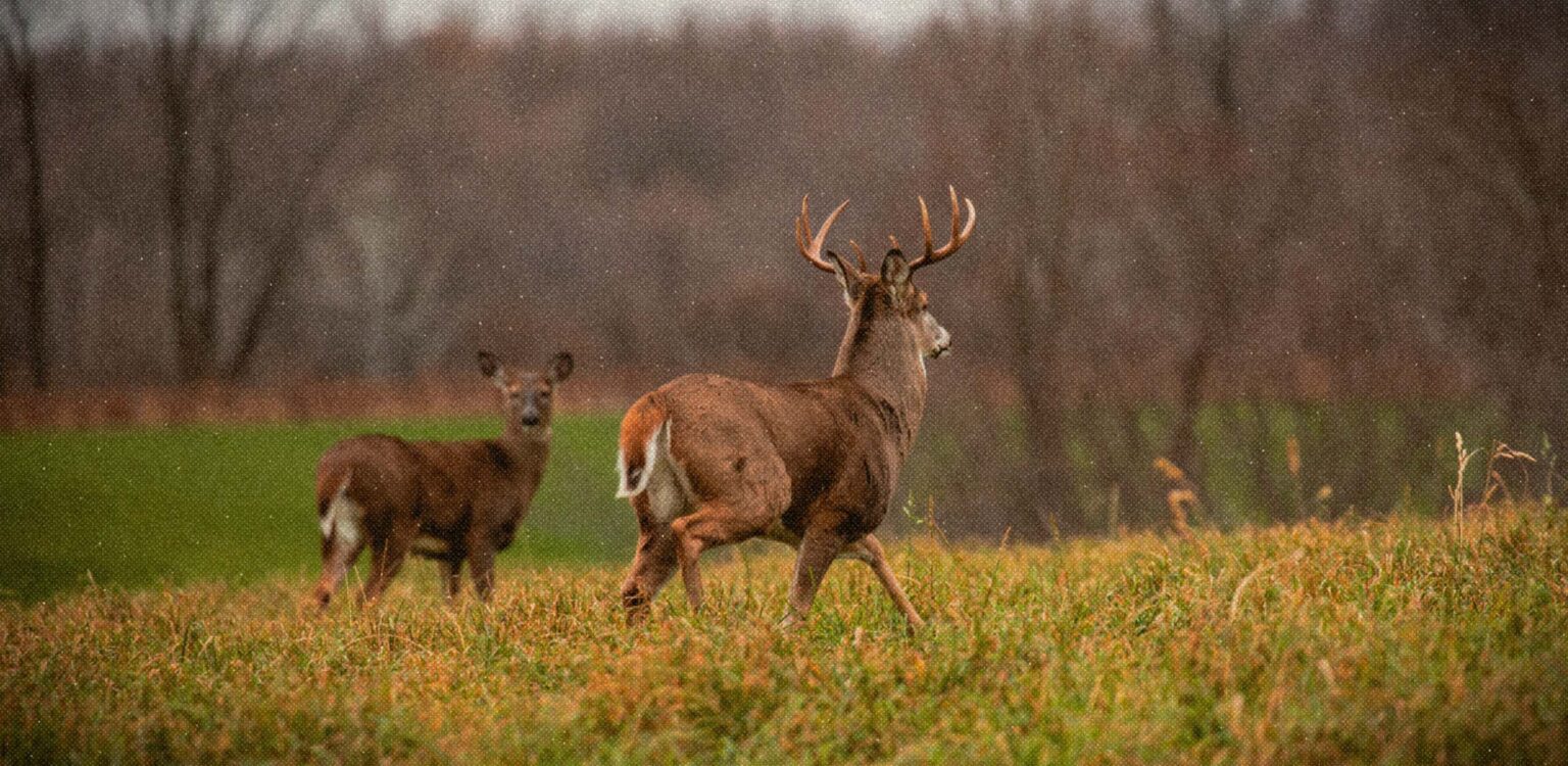 Deer Rut Calendar: Find Your Local Rut Phase | onX Hunt