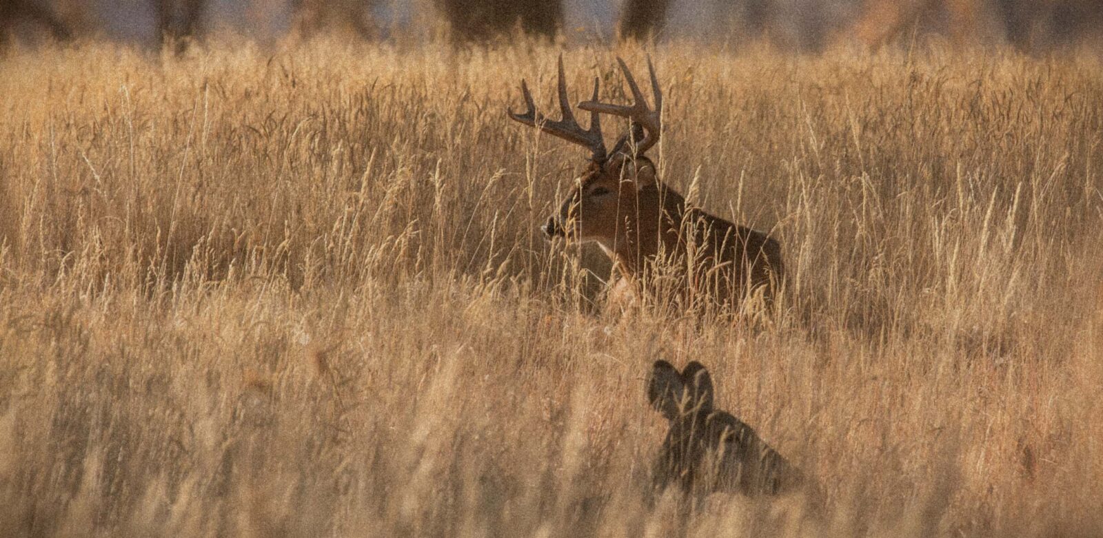 A whitetail buck bedded down in a field with a doe in the foreground.
