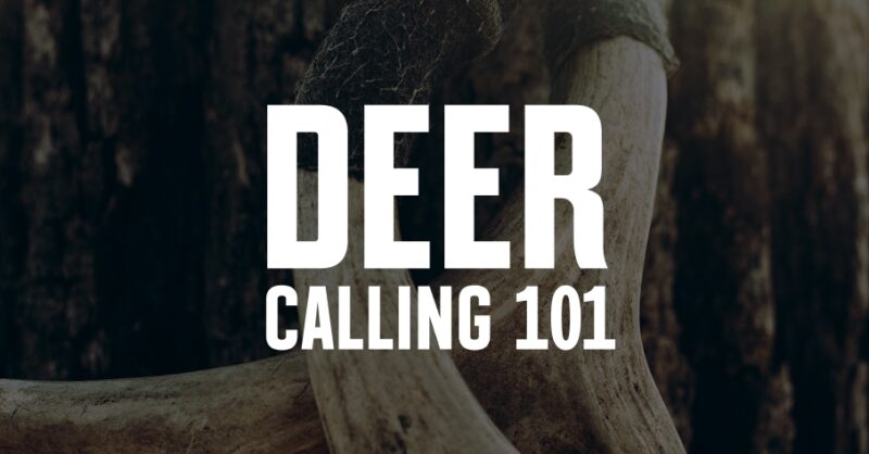 Deer antlers with Deer Calling 101 overlaid in white font