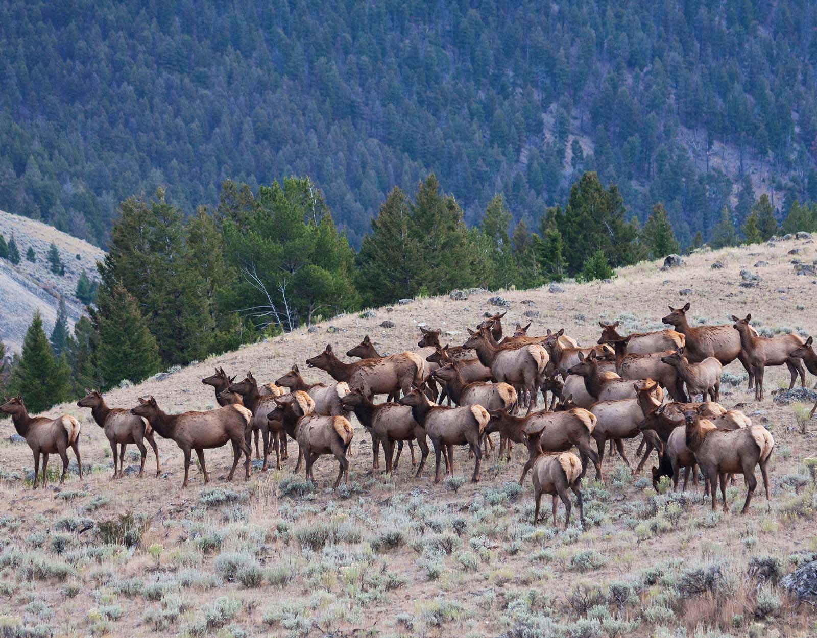 A herd of elk on a hillside