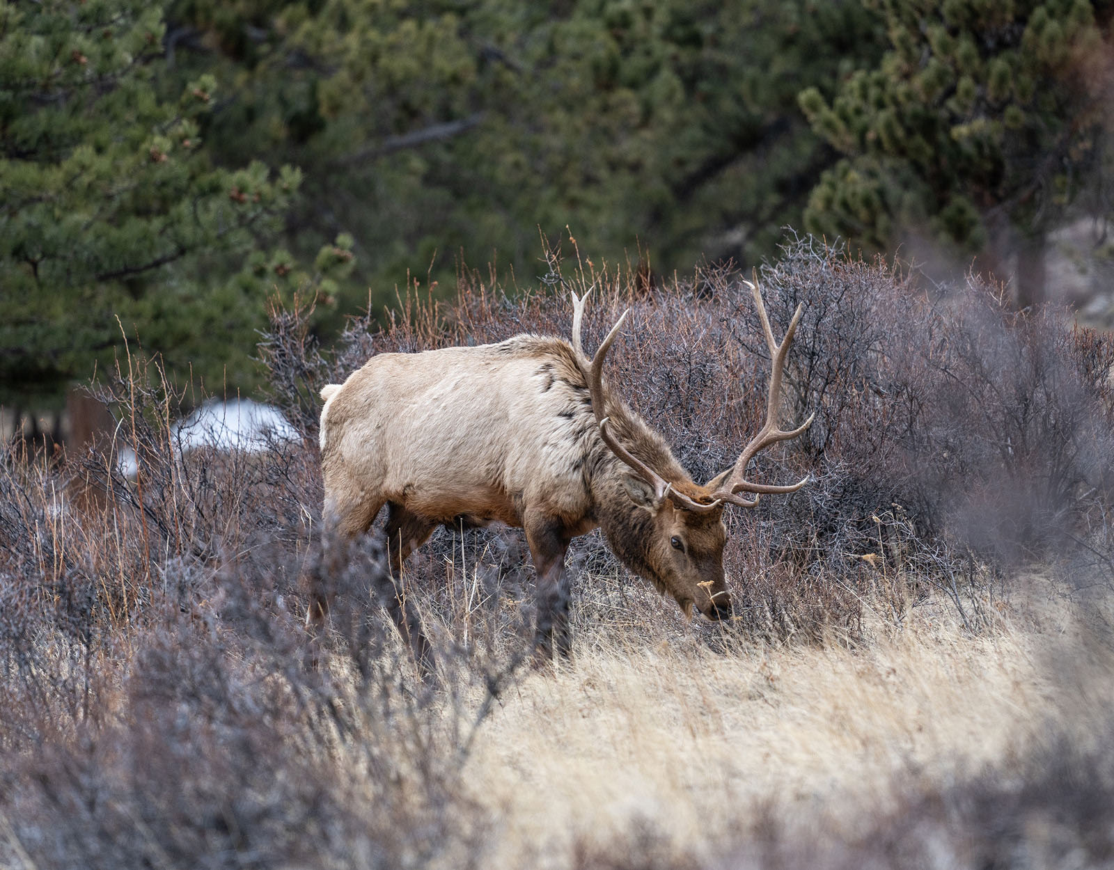 A bull elk with his nose to the ground
