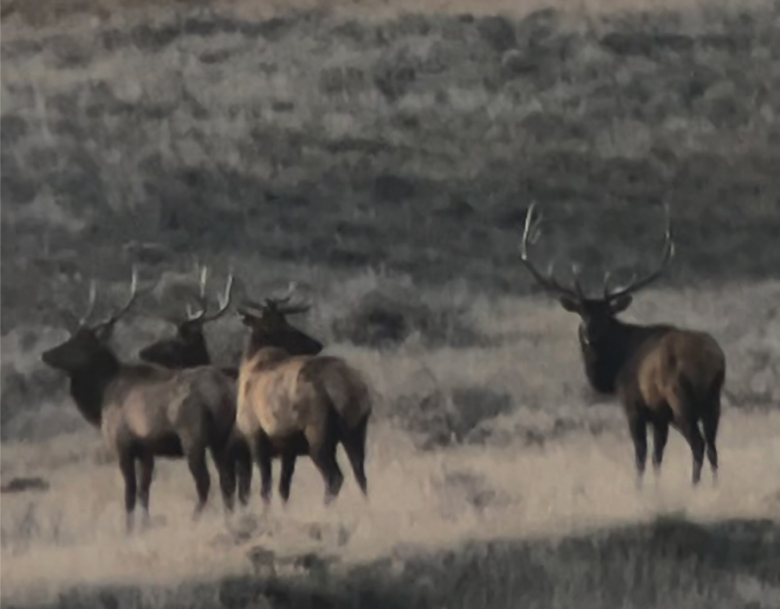 A small group of elk stand together