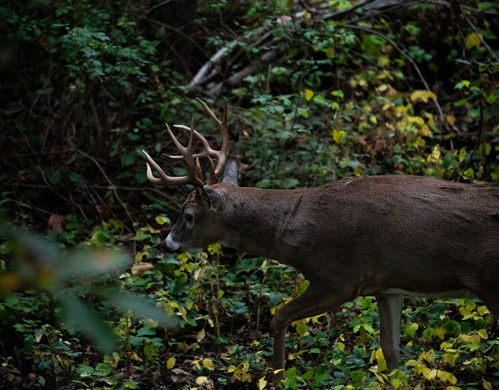 A whitetail buck cruising through the woods