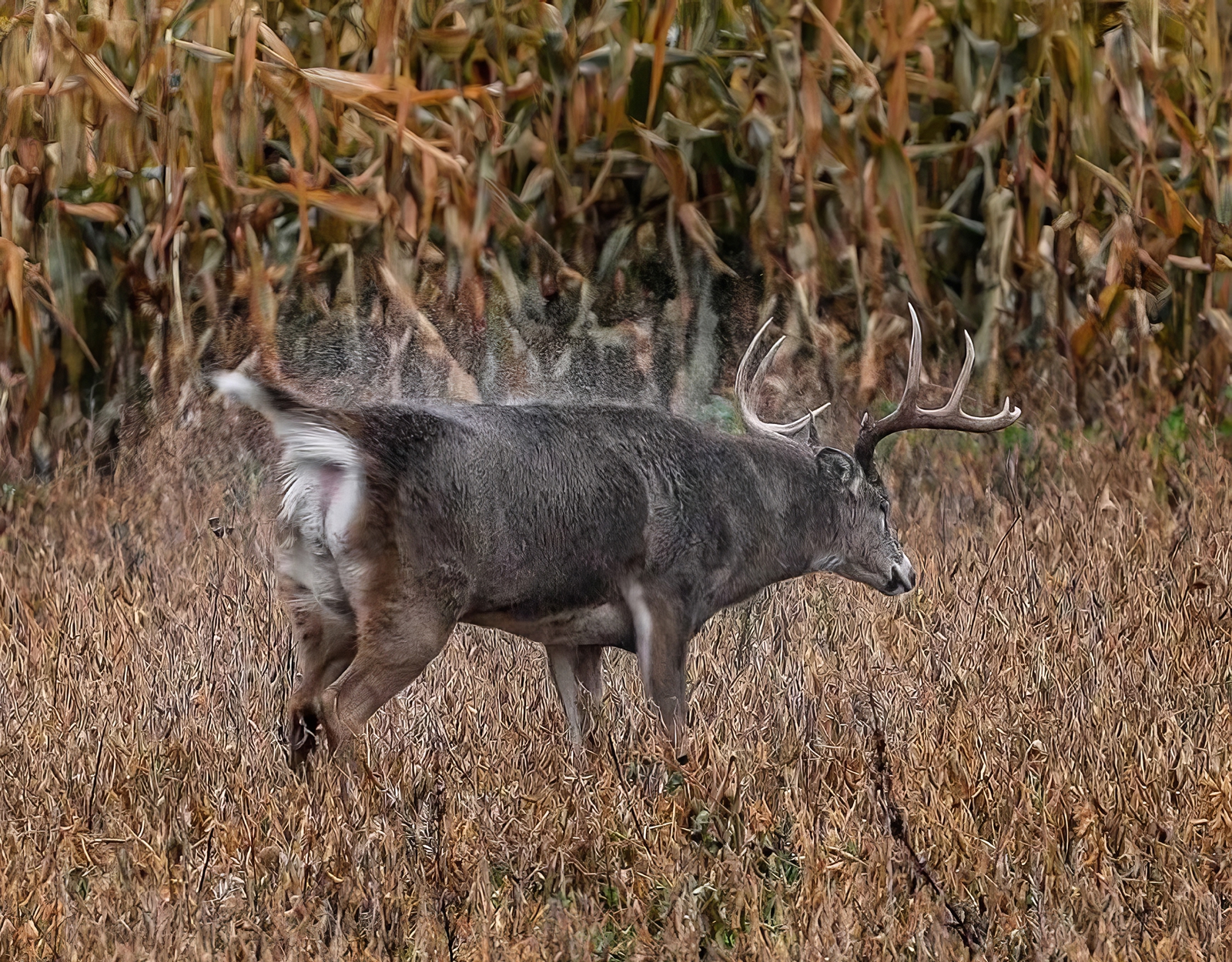 A whitetail buck cruising through the woods