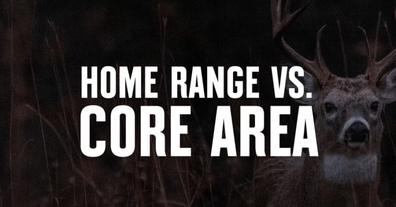 A whitetail buck with home range versus core area overlaid in white font