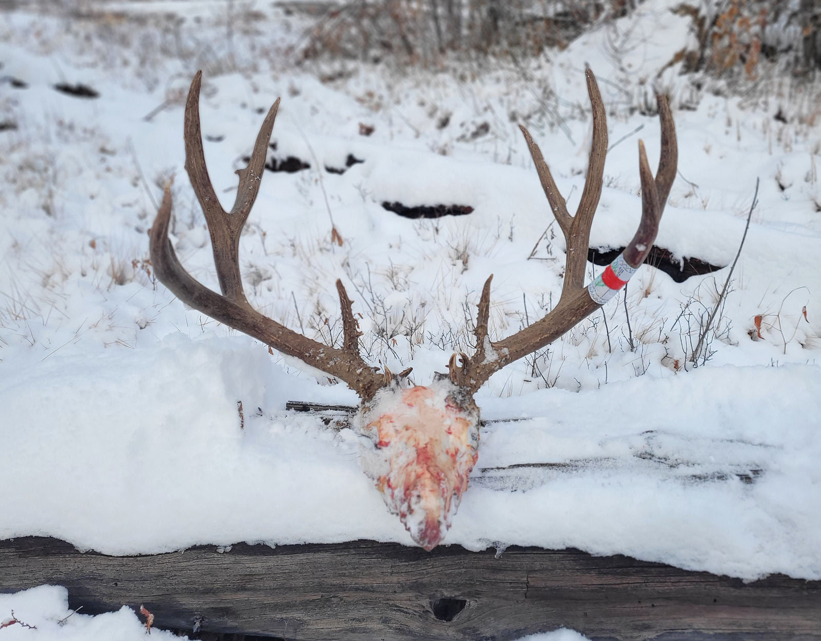 A field dressed mule deer buck skull.