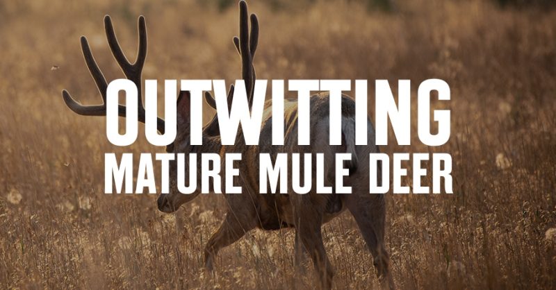 A mule deer buck in the field.