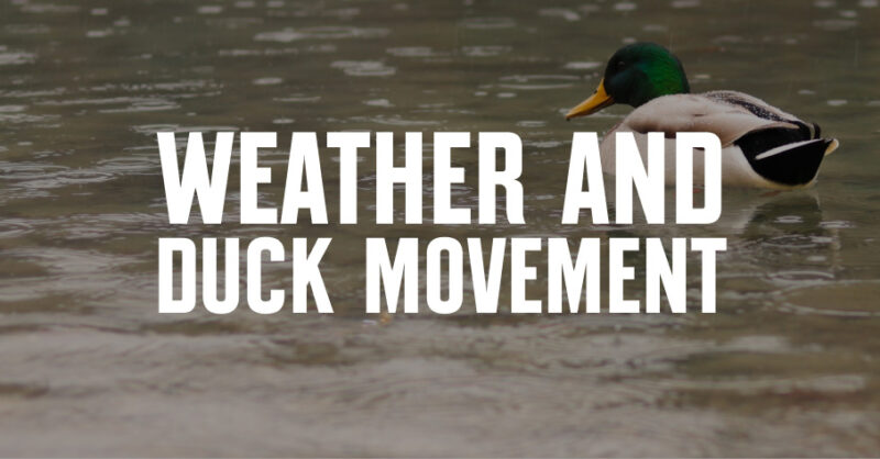 A mallard duck on water with weather and duck movement overlaid in white font