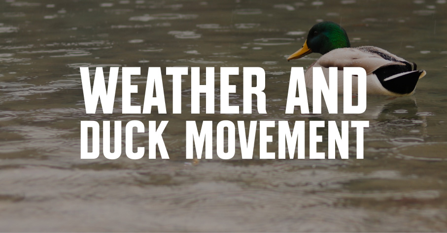 A mallard duck on water with weather and duck movement overlaid in white font