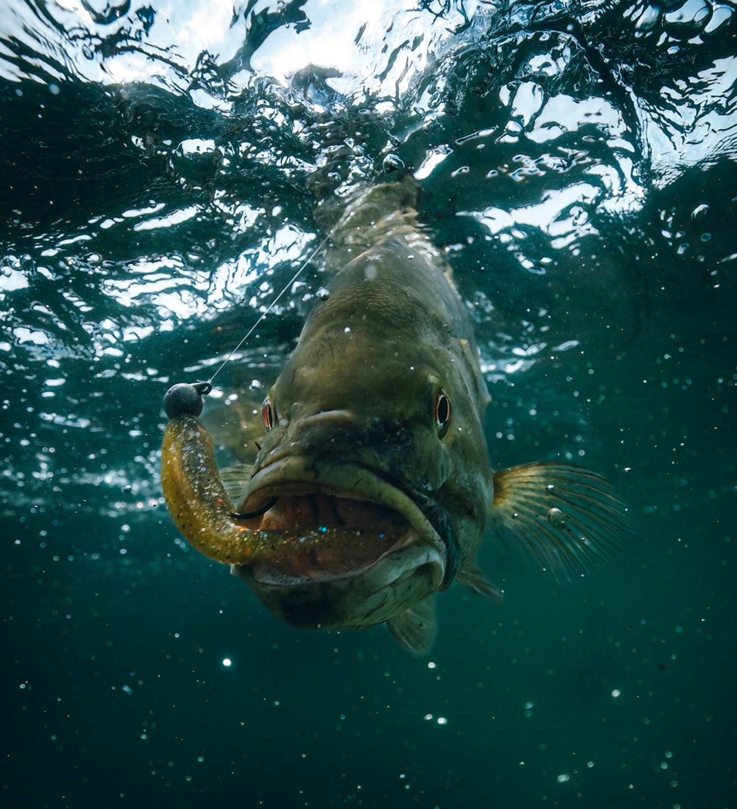 A smallmouth bass chasing a lure. 