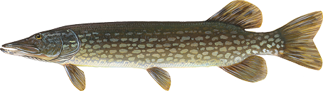Northern pike icon