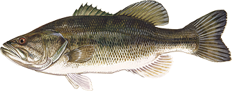 Largemouth bass icon