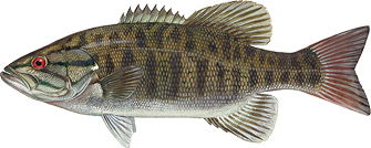 Smallmouth bass icon