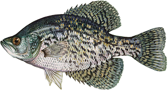 Crappie icon