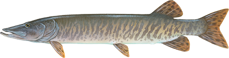 Musky icon