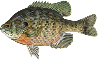 Bluegill graphic