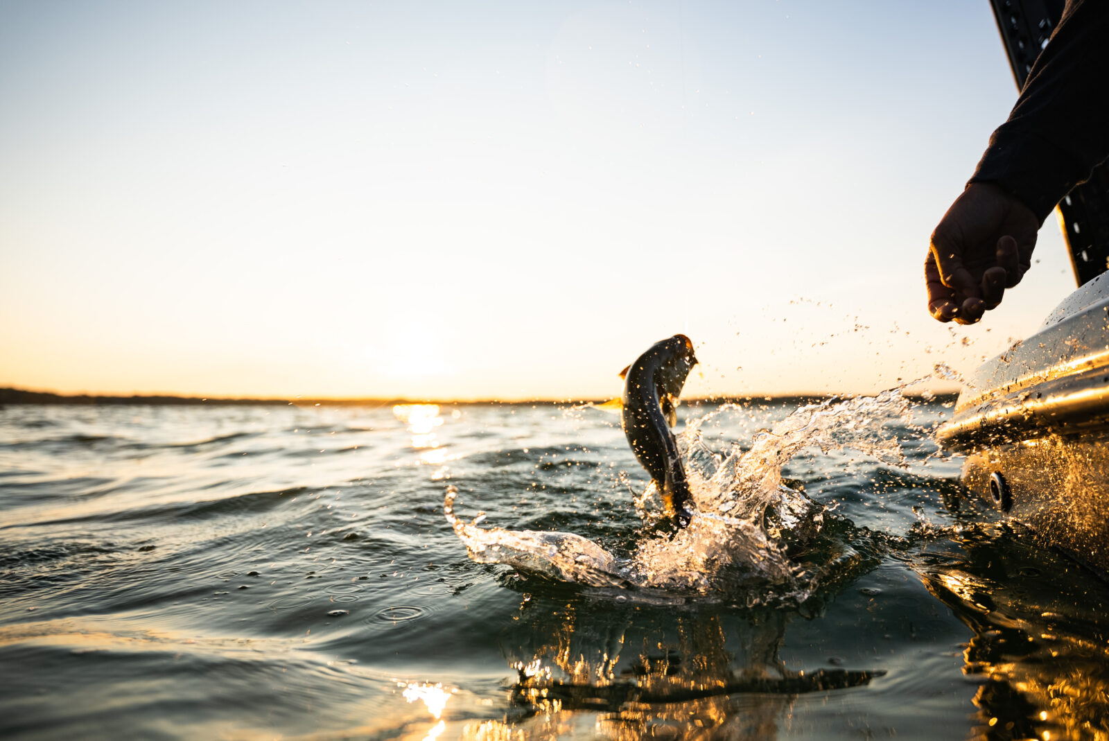 caught fish jumping out of the water