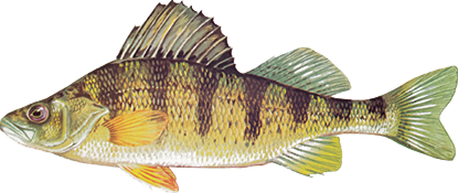 onX Fish perch illustration.
