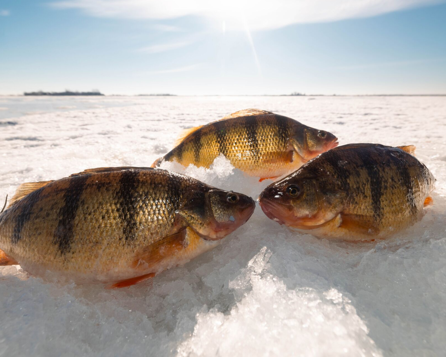 Three perch on ice.