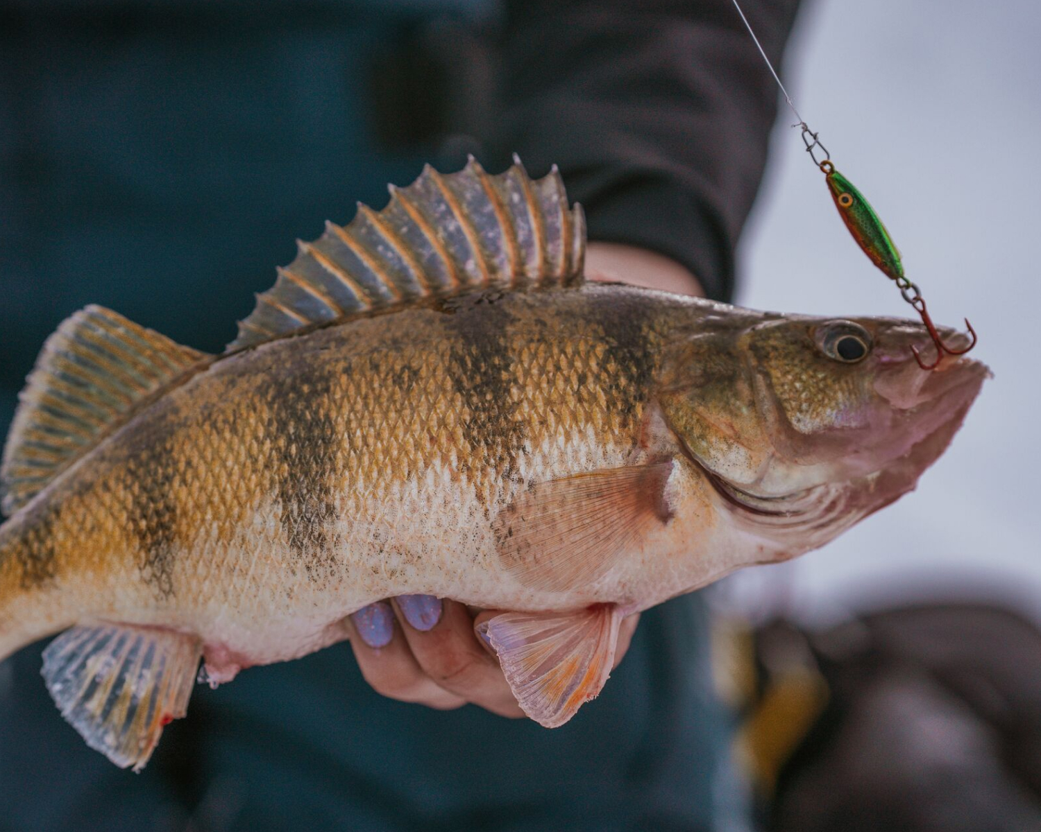 A close up of a caught perch.