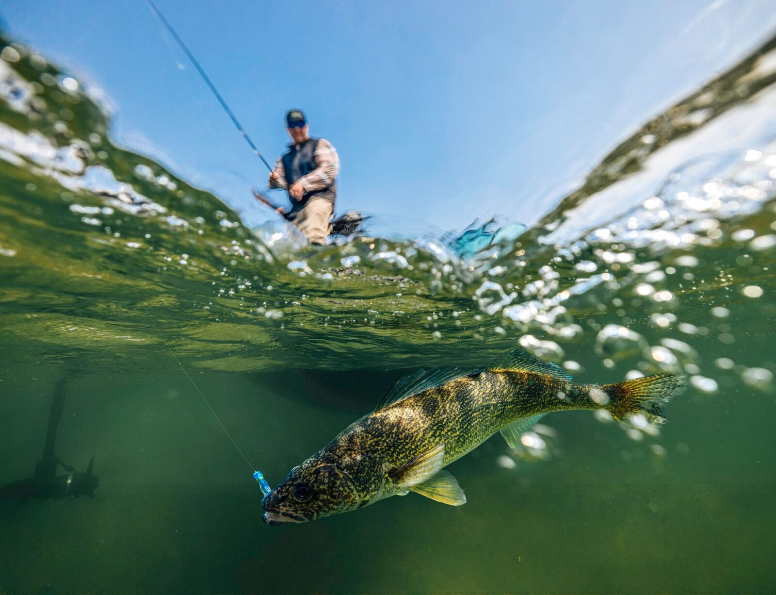 A walleye underwater with an angler above.