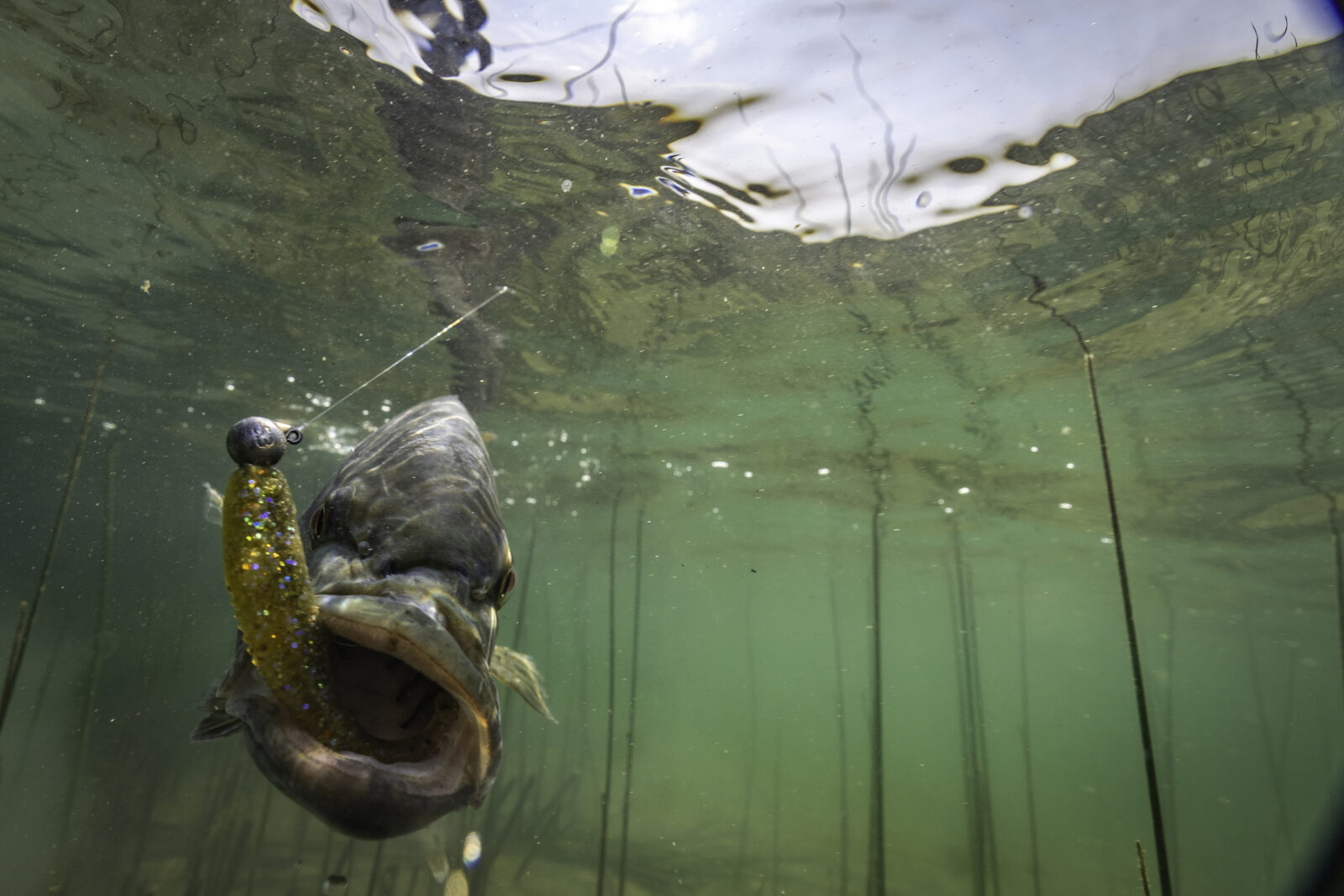 Smallmouth bass underwater with a lure in its mouth 