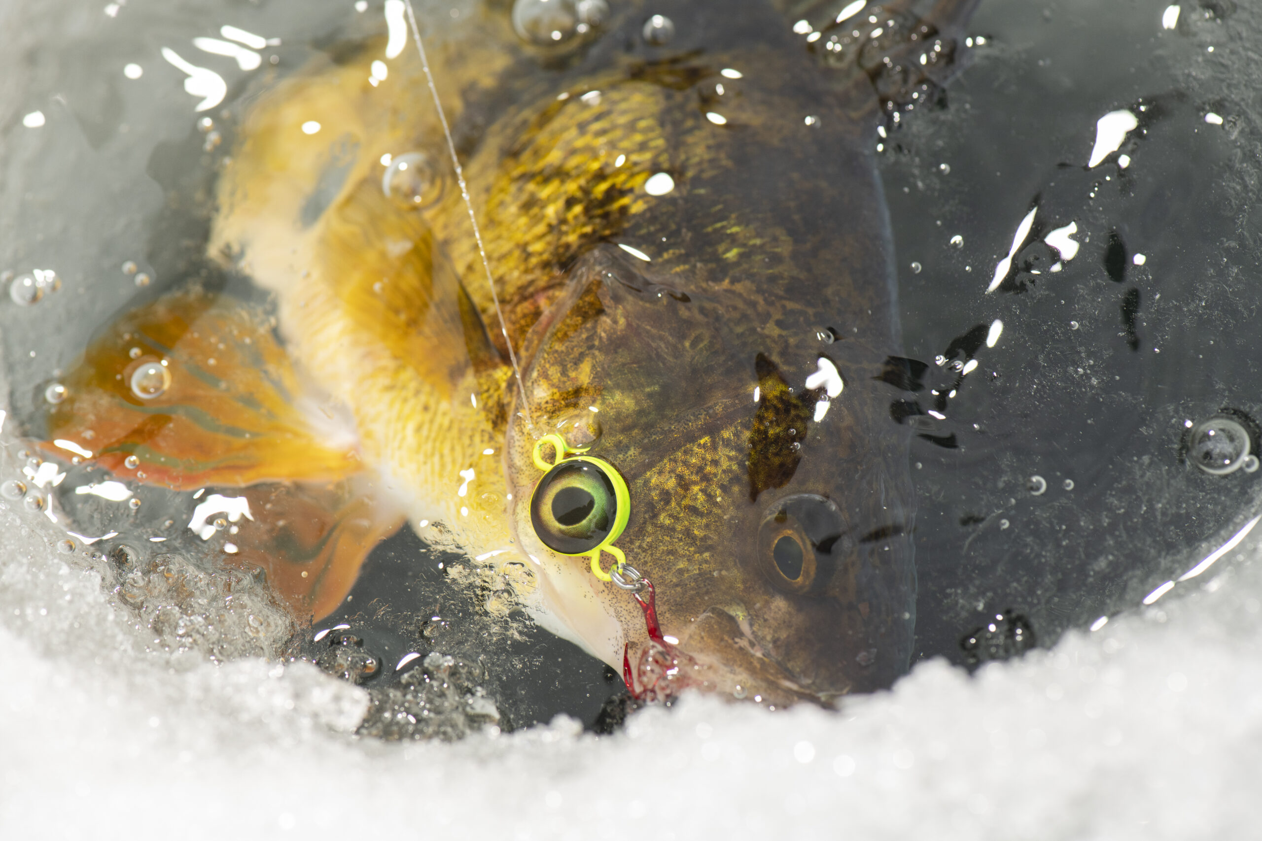 Ice Gecko Best Bait for Ice Fishing: Top Live Bait & Lures | onX Fish