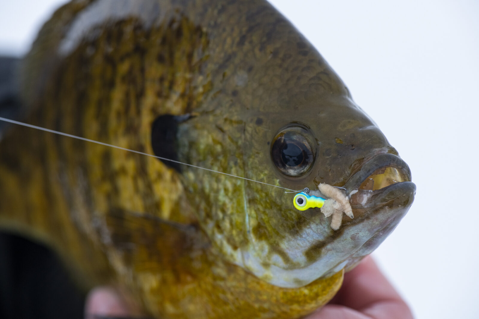 jigging spoon with wax worms 