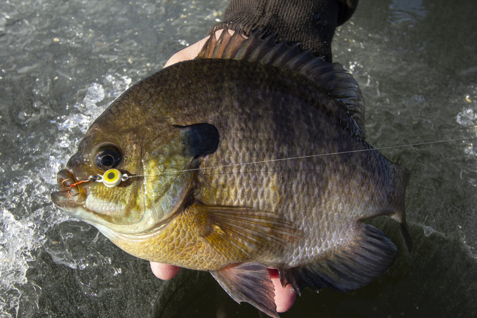 jigging spoon with a pan fish 