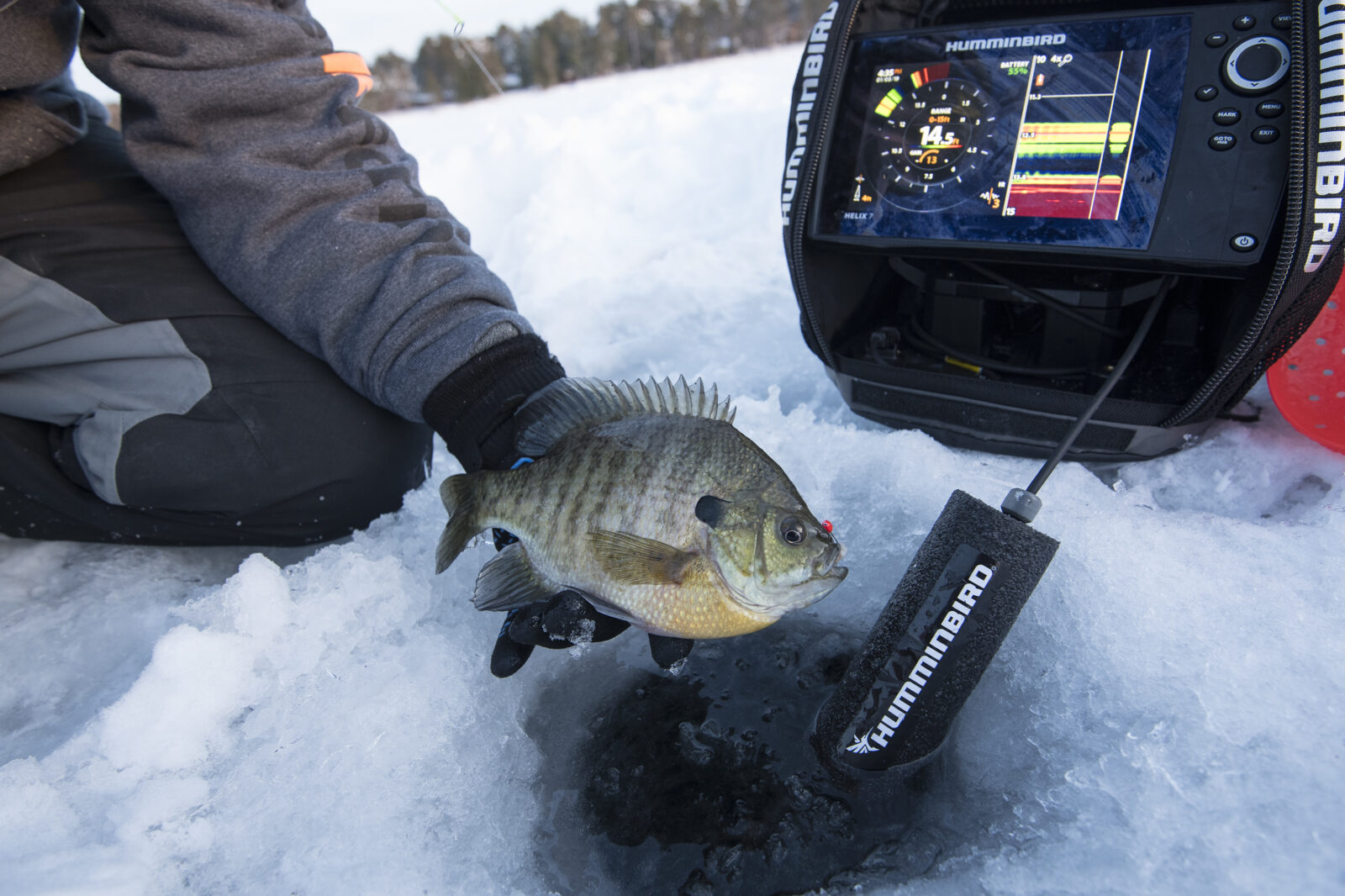 blue gill fishing in the ice