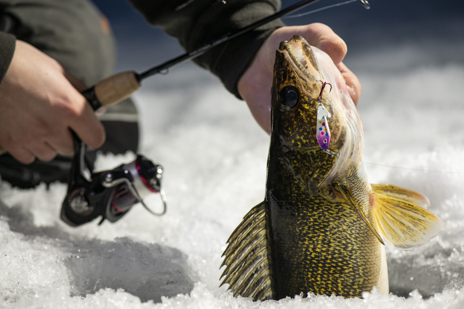 Ice fishing for walleye