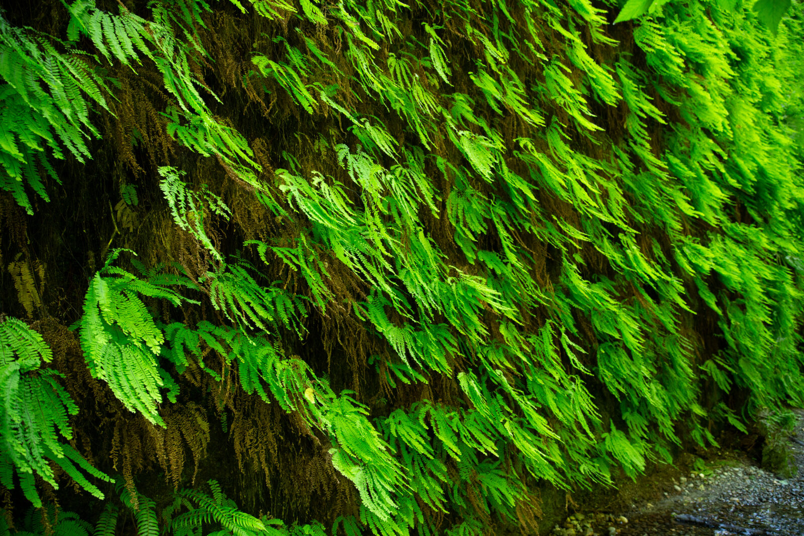 wall of ferns on the fern canyon trail 